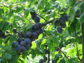 cotidianul agricol, prune