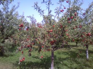 livada-meri, cotidianul_agricol