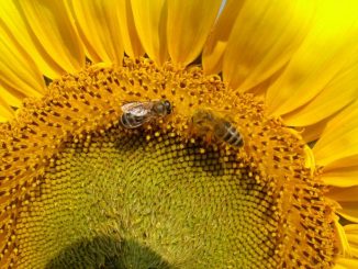 apicultura, cotidianul_agricol
