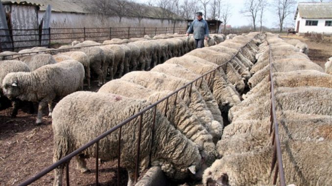 ovine, cotidianul_agricol