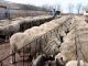 ovine, cotidianul_agricol