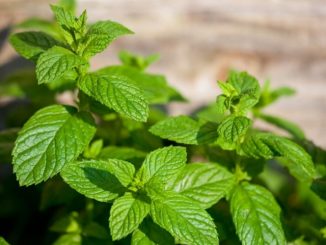 menta_plante_aromatice
