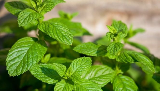 menta_plante_aromatice