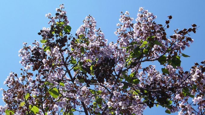 Paulownia_tomentosa_JPG3b