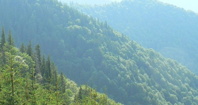 Texte adoptate - Strategia europeană pentru păduri - Calea de urmat - Joi, 8 octombrie 