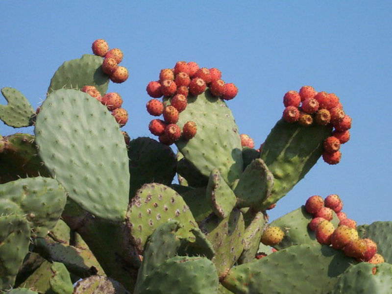 efeutute garten Große Silbrige Efeutute | Scindapsus