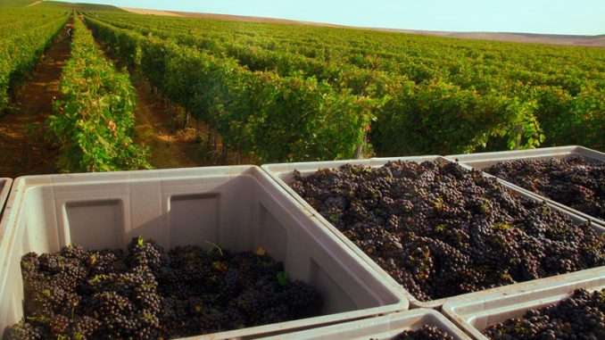 Oprisor Winery_Case Study_Corteva Agriscience (1)